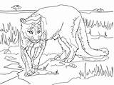 Puma Cougar Pumas Poema Lions Supercoloring Kolorowanka Printen sketch template
