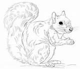 Coloring Squirrel Gray Eastern Pages Drawing Squirrels Draw Printable Print Cartoon Preschool Drawings Supercoloring Color Step Sheet Animals Animal Visit sketch template