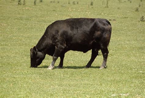 angus breed  cattle britannica