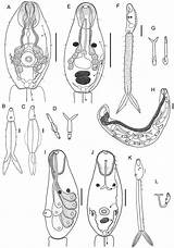 Larval Trematodes sketch template