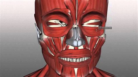 muscles of facial expression anatomy tutorial part 1