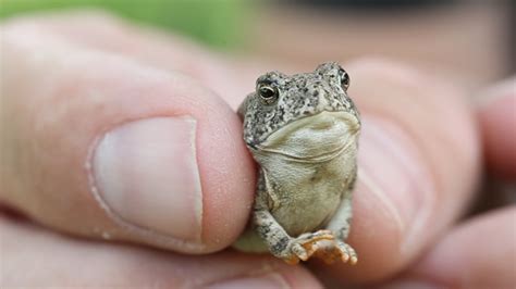 cute baby toad youtube