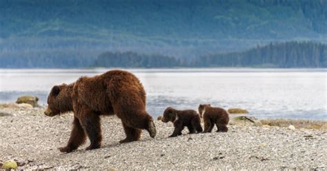 how do bears prepare for hibernation the rainforest site news