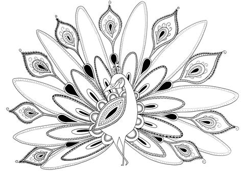 felicity french illustration february  peacock coloring pages