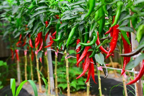 plant chili pepper   garden tricks  care