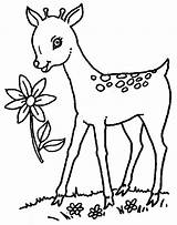 Deer Coloring Pages Baby Kids Printable sketch template