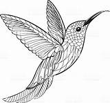Hummingbird Kolibrie sketch template