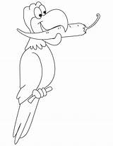 Chilli Coloring Pages Parrot Getcolorings Beak sketch template