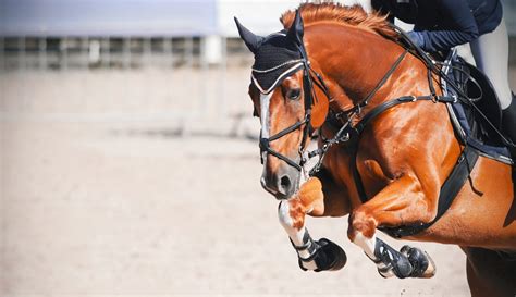 sorrel beautiful horse   rider   saddle jumps high