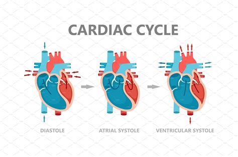 diagram   cardiac cycle