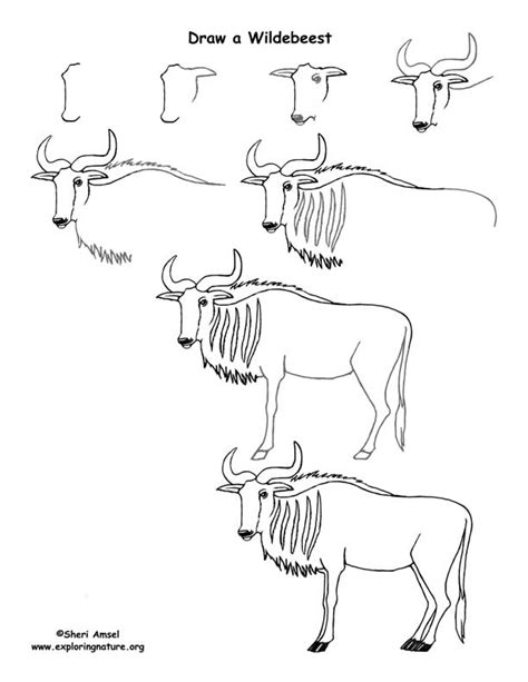 wildebeest drawing lesson