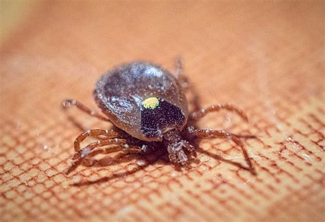 ticks diseases  prevention   appalling arachnid agdaily