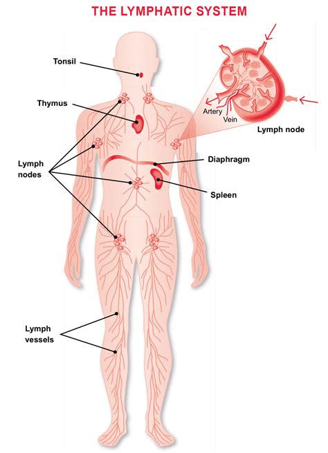 lymphatic system lymphoma research foundation