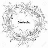 Edelweiss Flower Outline Alpinum Leontopodium Wreath Round Vector Drawing Clip Isolated Alp Mountains Symbol Getdrawings Illustrations Ornate Similar Contour sketch template