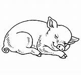 Maialino Ausmalen Pigs Addormentato Cochon Glubschi Dormir Porco Ausdrucken Schwein Maiale Schweine Durmiendo Dort Colorier Ferkel Acolore Cerdos Bilder Coloringbay sketch template