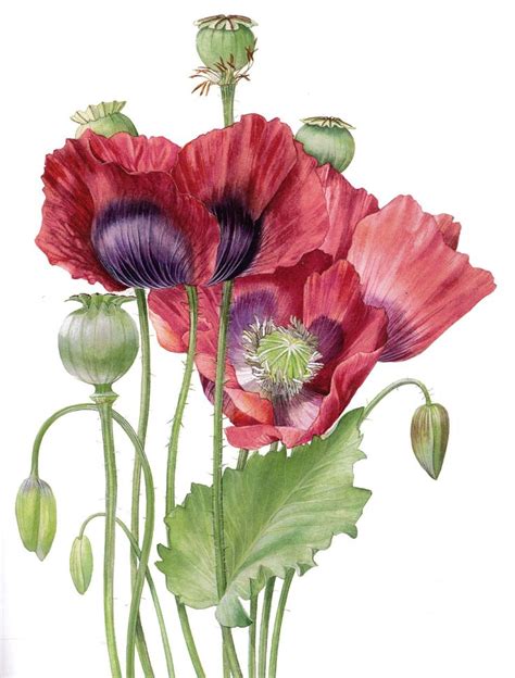 poppy painting projects images  pinterest poppy flowers