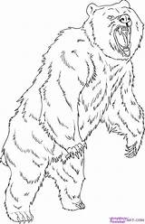 Grizzly Bear Drawing Coloring Draw Step Pages Drawings Standing Animal Printable Dessin Imprimer Bears Coloriage Outline Animals Dragoart Kids Adult sketch template
