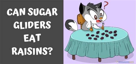 sugar gliders eat raisins sugar glider zone sugarglider care