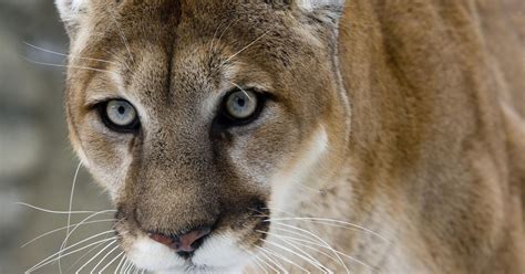 Cougars In The Wild In New York Not Yet State Says