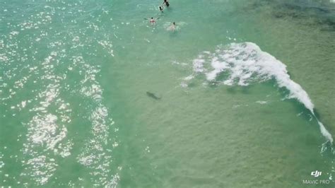 drone video shows sharks swimming  south beach swimmers local miami news shark swimming