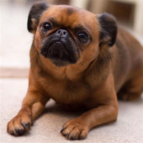 adorable   brussels griffon dogs