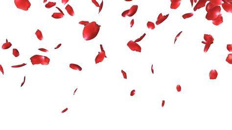 photo rose petals  pedal valentines   jooinn