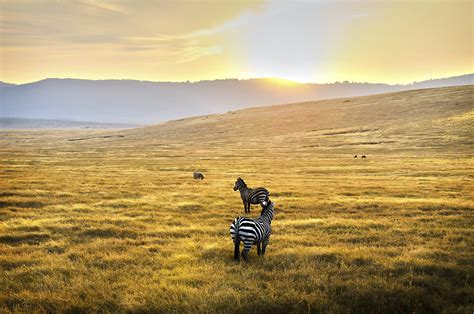 serengeti national park travel northern tanzania tanzania lonely planet