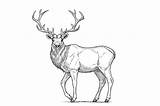 Deer Draw Drawing Easy Head Step Elk Reindeer Red Drawings Antler Antlers Sketches Animal Forest Real sketch template