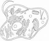 Cell Coloring Biologie Ekologia Anatomy Eukaryotic Labeled Getdrawings Coloringhome sketch template