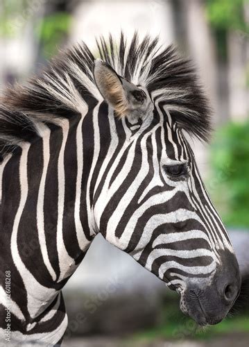 close    face   zebra  hair detail  patterns stock