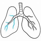 Lungs Learn Bronchi Easydrawingguides Forming sketch template