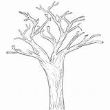 Tree Trunk Coloring Pattern Printable Branches Template Printablee Leaves Via sketch template