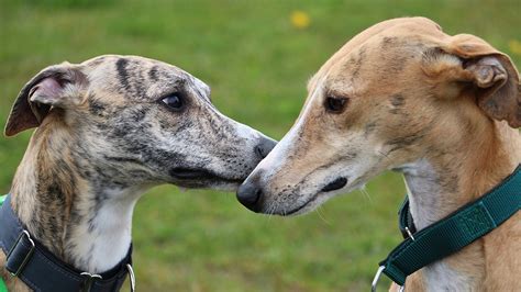 thousands  florida greyhounds    homes  dog racing ban wstalecom