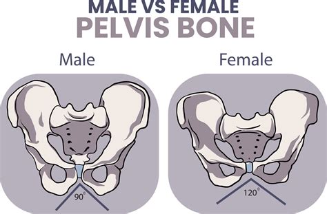 illustration  male  female pelvis bone comparison  vector