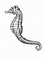 Seahorse Coloring Pages Printable sketch template