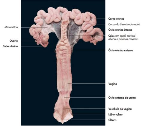 Órgãos Genitais De Uma Porca Vista Dorsal Parcialmente Aberta Na