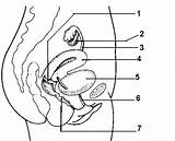 Reproductive Female System Drawing Diagram Sketch Labeled Anatomy Side Unlabeled Human Label Worksheet Printable Getdrawings Paintingvalley Choose Board Worksheets sketch template