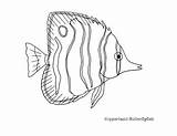 Copperband Butterflyfish Drawing Outline sketch template