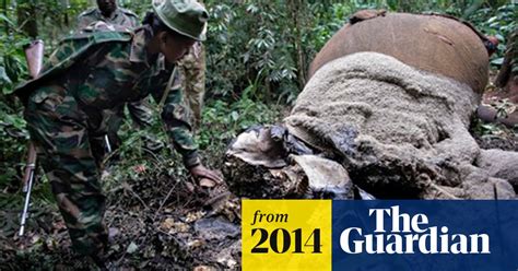 fewer elephants killed in 2013 figures show illegal wildlife trade