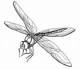 Dragonfly Clipartion sketch template