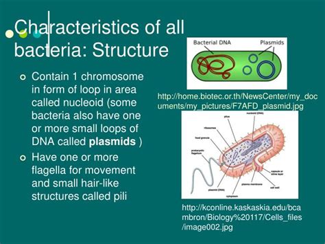 prokaryotes eubacteria  archaea