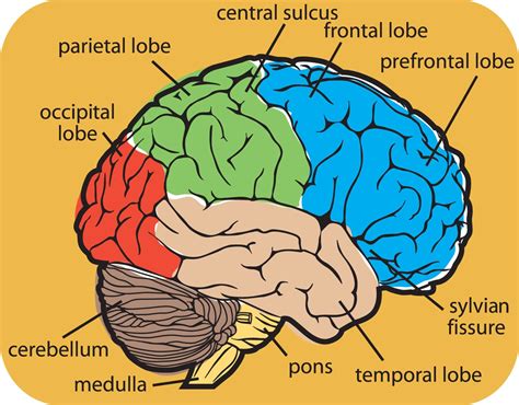 diagram   human brain parts  biological science picture