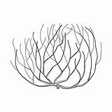 Tumbleweed Weed Isolated sketch template