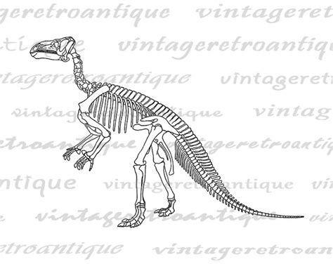 digital dinosaur skeleton image printable dinosaur graphic etsy