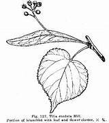 Linden Leaf Tilia Cordata Botanical Tilleul Tatouage Arbre Feuille Tatouages sketch template