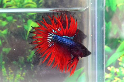 ct black red king crowntail rare betta