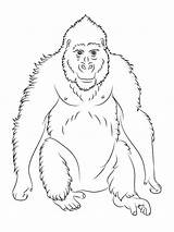 Gorilla Ausmalbild Stampare Orangutan Ausmalbilder Sitzender Goku Pianura Incantevole Kategorien sketch template