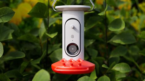bird buddy introduces  ai powered smart hummingbird feeder  bird