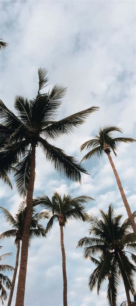 top  aesthetic wallpaper palm trees latest songngunhatanheduvn