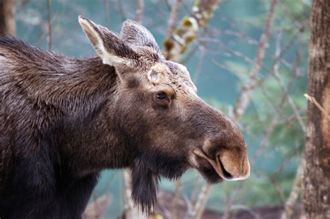 moose alces americanus natureworks